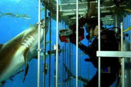 фильмы про акул