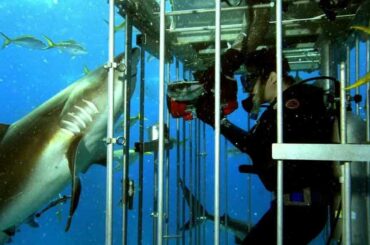 фильмы про акул