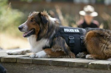 Фильмы про животных 2022