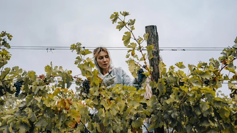 где проходили съемки виноделы