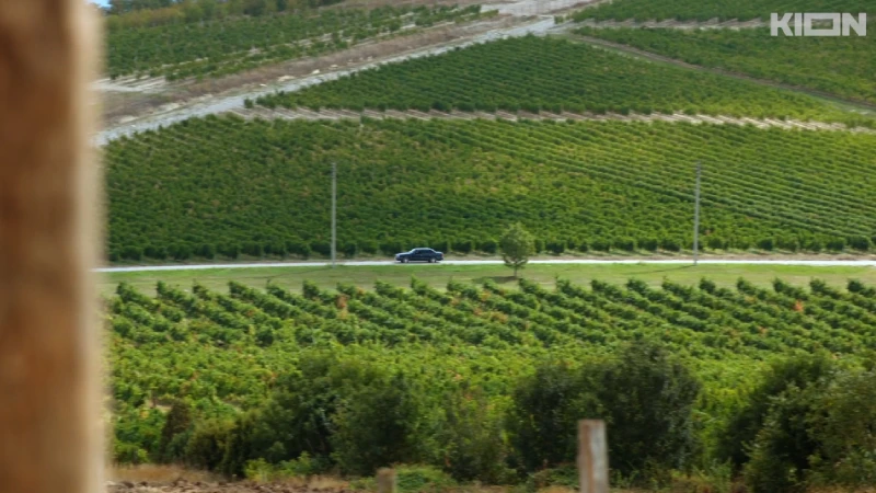 где снимали виноград 2025