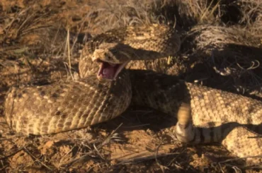 фильм о змеях