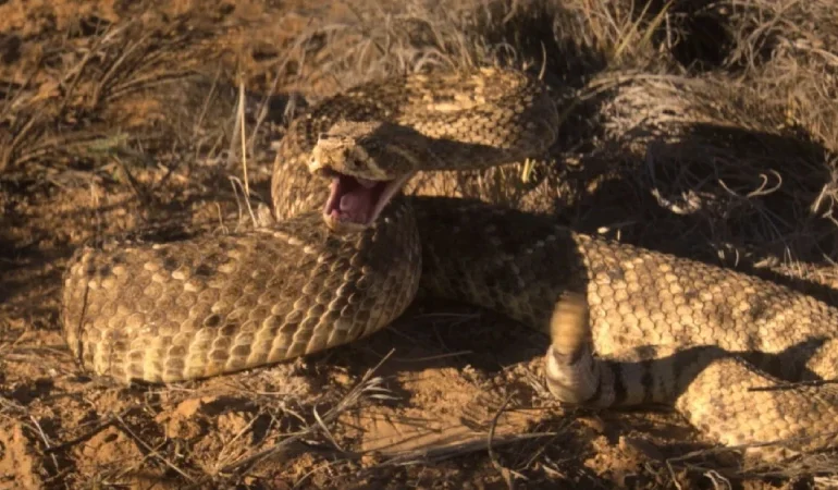 фильм о змеях