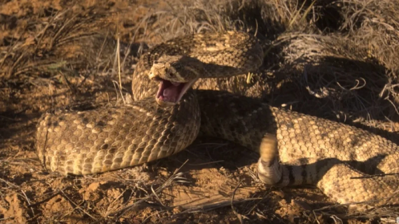 фильм о змеях